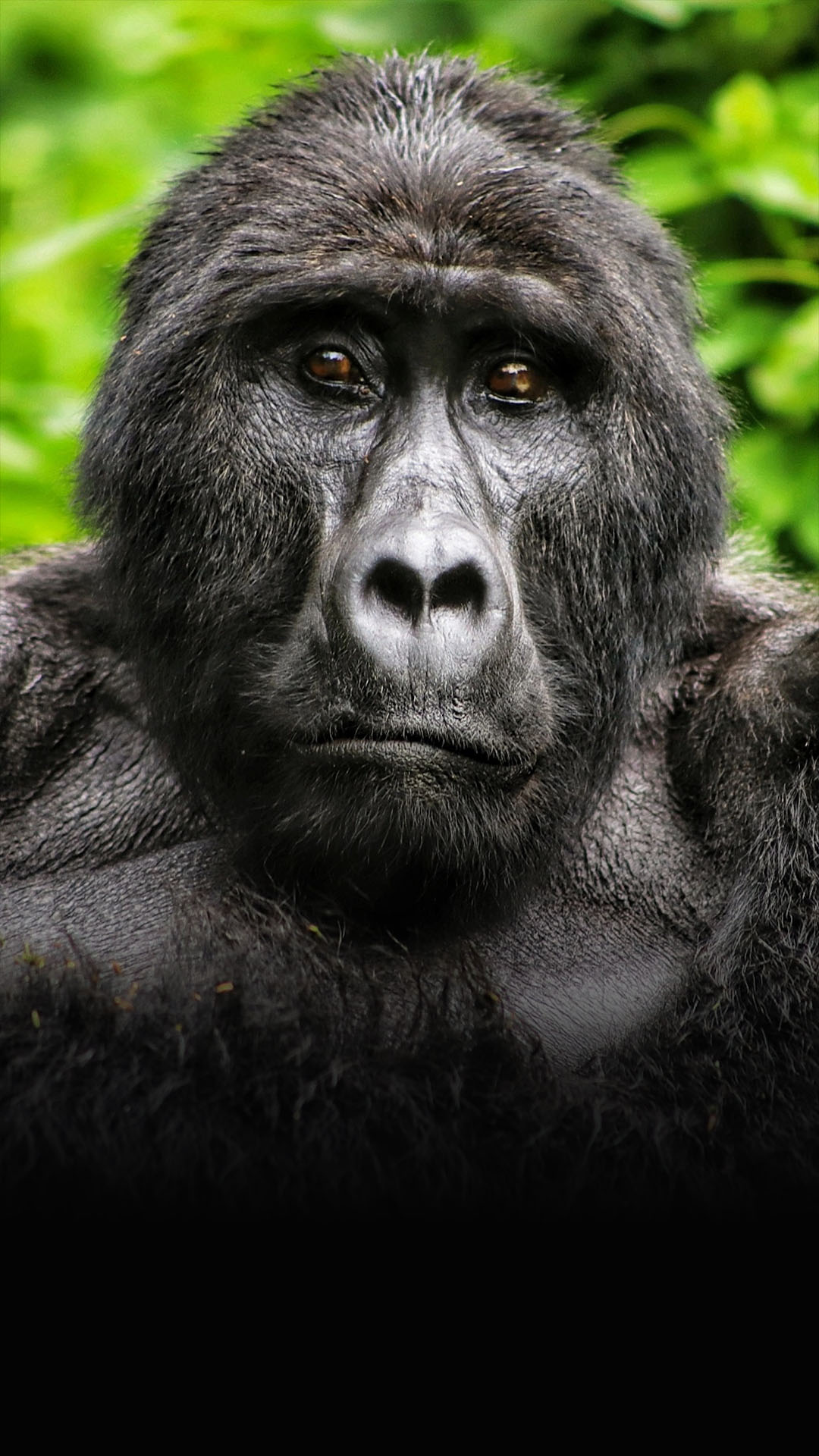 The Albertine rift endemics birding safari.